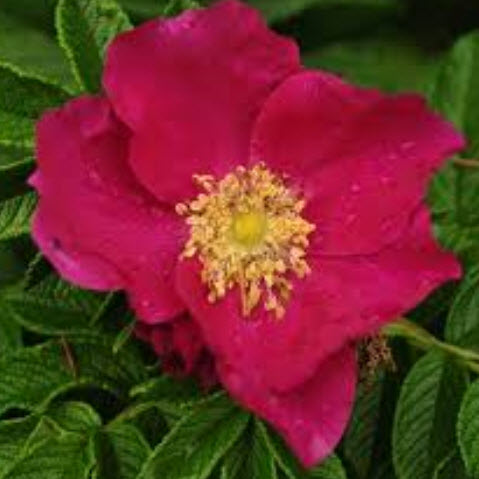 กุหลาบญี่ปุ่นแดง (Beach Rose / Rosa rugosa Rubra) / 10 เม็ด (USA)