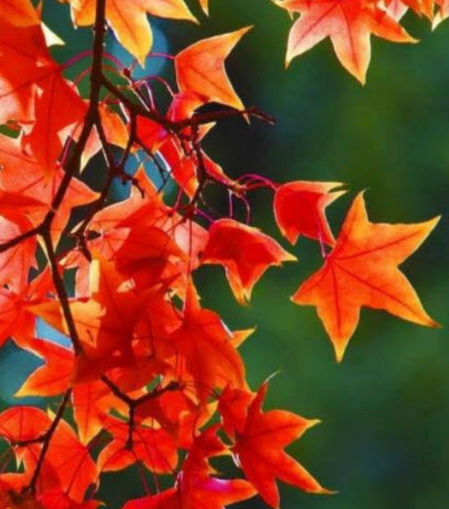 เมเปิ้ลญี่ปุ่น Itaya Kaede / 20 เม็ด