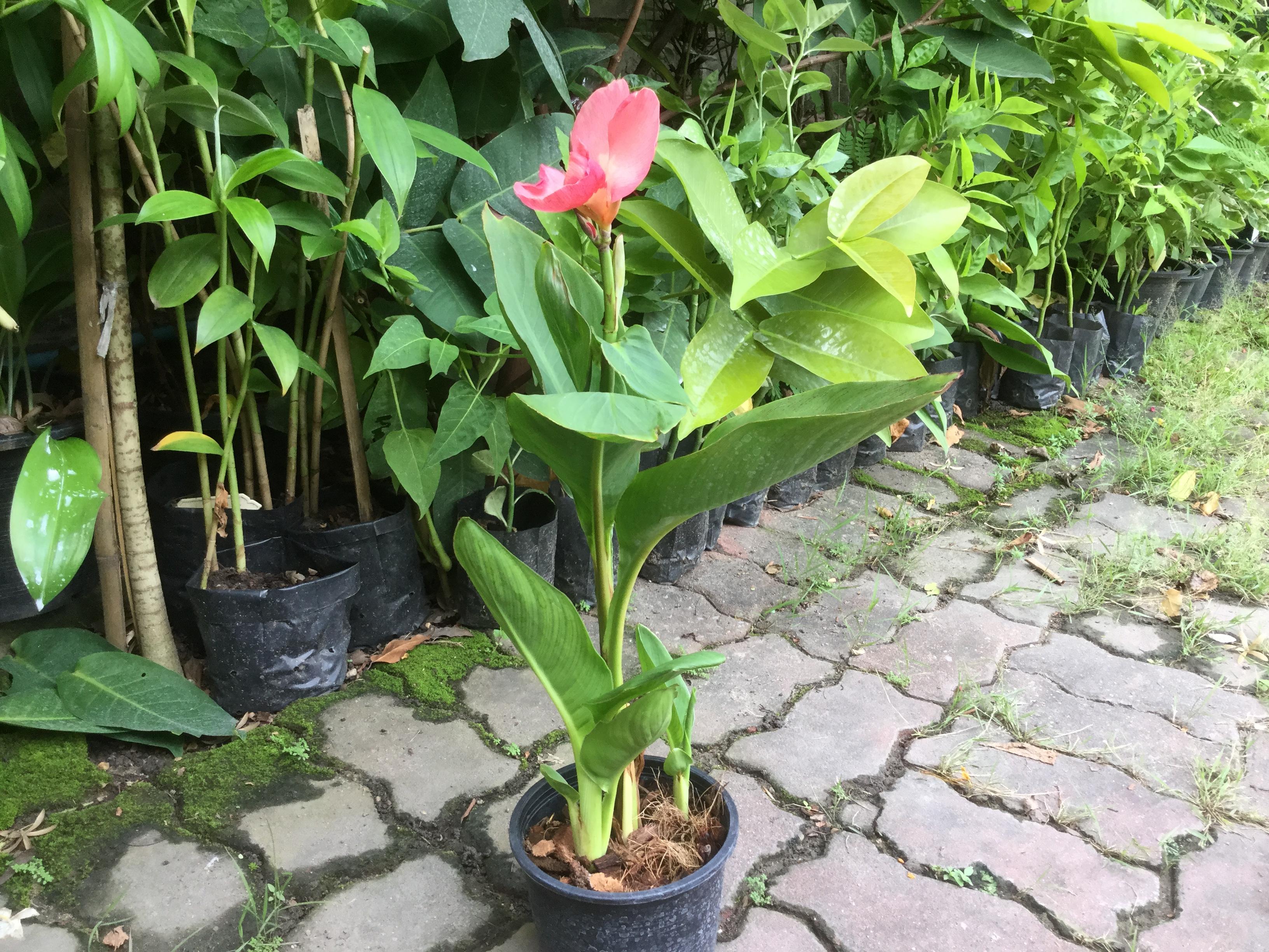 ต้นพุทธรักษาเตี้ย สีส้ม / ต้น