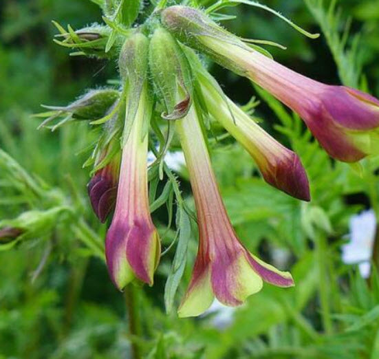 ซัลเฟอร์ ทรัมเป็ท หรือ จาคอบป์ แลดเดอร์ / 25 เม็ด (Portugal)