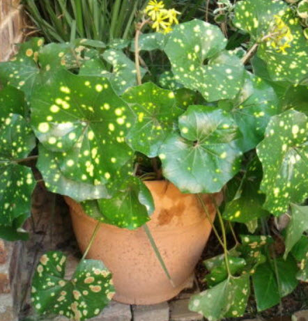 เสือดาวใบด่าง (variegate Leopard plant) / 5 เม็ด (USA)