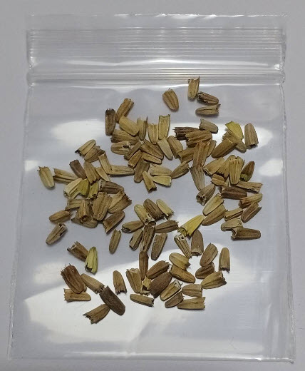 เอ็คไคนาเซีย ดอกสีม่วง (echinacea ) / 75 เม็ด (Spain) พืชสมุนไพร