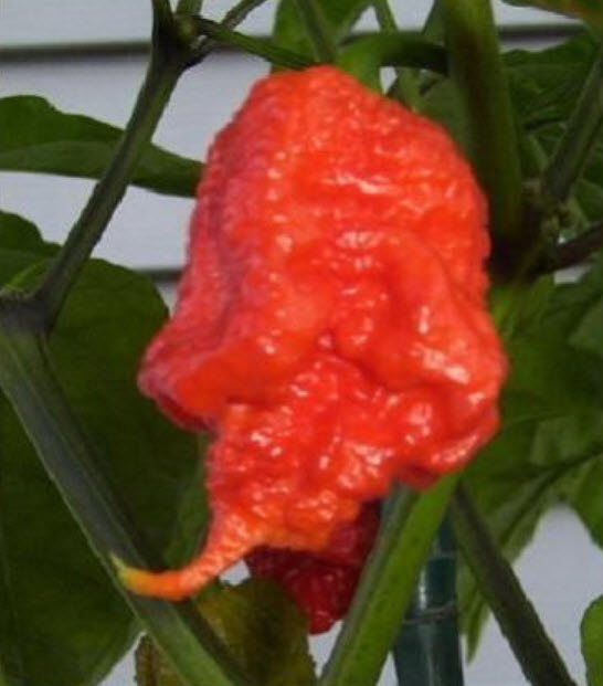 พริก 7 Pot Primo แดง / 15 เม็ด (USA)