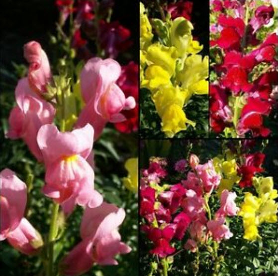 ดอกลิ้นมังกร (Snapdragon) ต้นสูง คละ / 9,500 เม็ด (UK)