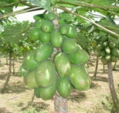 มะละกอเหลืองฮาวาย (Hawaiian Yellow Papaya) / 5 เม็ด (Australia)