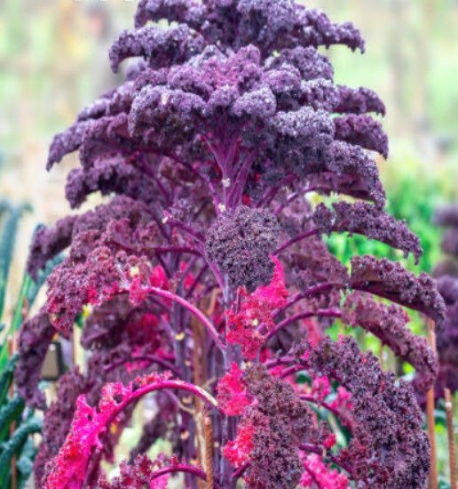 เคลแดง (Red Curly Kale Sympatic) / 1,000 เม็ด (UK)