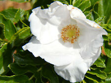 Rosa rugosa Alba หรือกุหลาบญี่ปุ่นขาว / 5 เม็ด (USA)