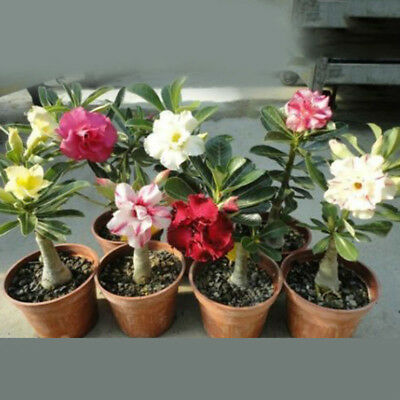 ชวนชม บอนไซ (Adenium bonsai) คละ / 200 เม็ด (นอก)