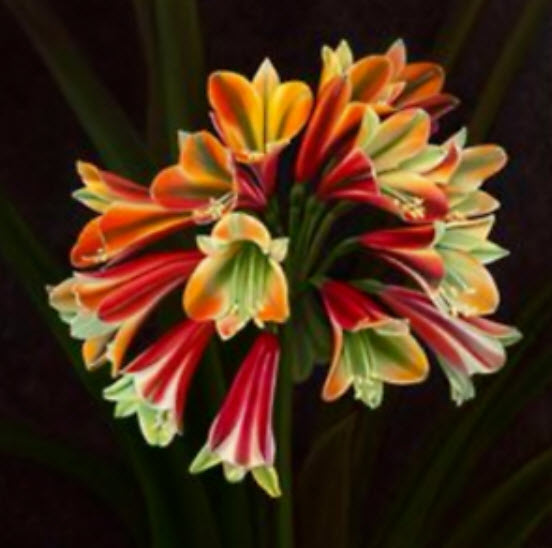 คลีเวีย (Clivia) แดง-เขียว / 5 เม็ด (สีใหม่)