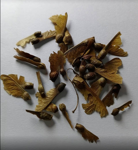 เมเปิ้ลญี่ปุ่น Beni Maiko / 20 เม็ด