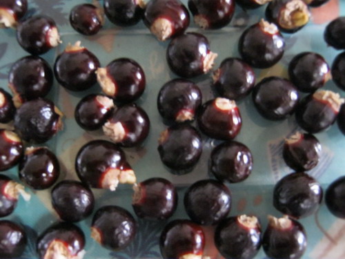 Genuine Thai Longan (LAM-YAI) / 20 pcs