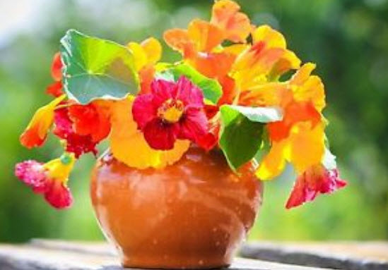 แนสเตอเตียม (Nasturtium) คละ / 20 เม็ด (UK)