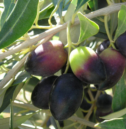 มะกอกคาลามาตา (Kalamata Greek Olive) หรือมะกอกดำ / 5 เม็ด (UK)