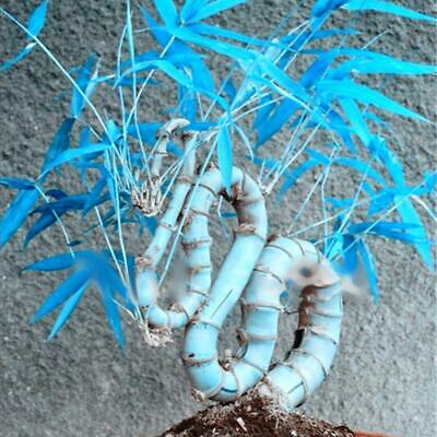 ไผ่บอนไซ (Bamboo bonsai) สีฟ้า / 40 เม็ด (China)