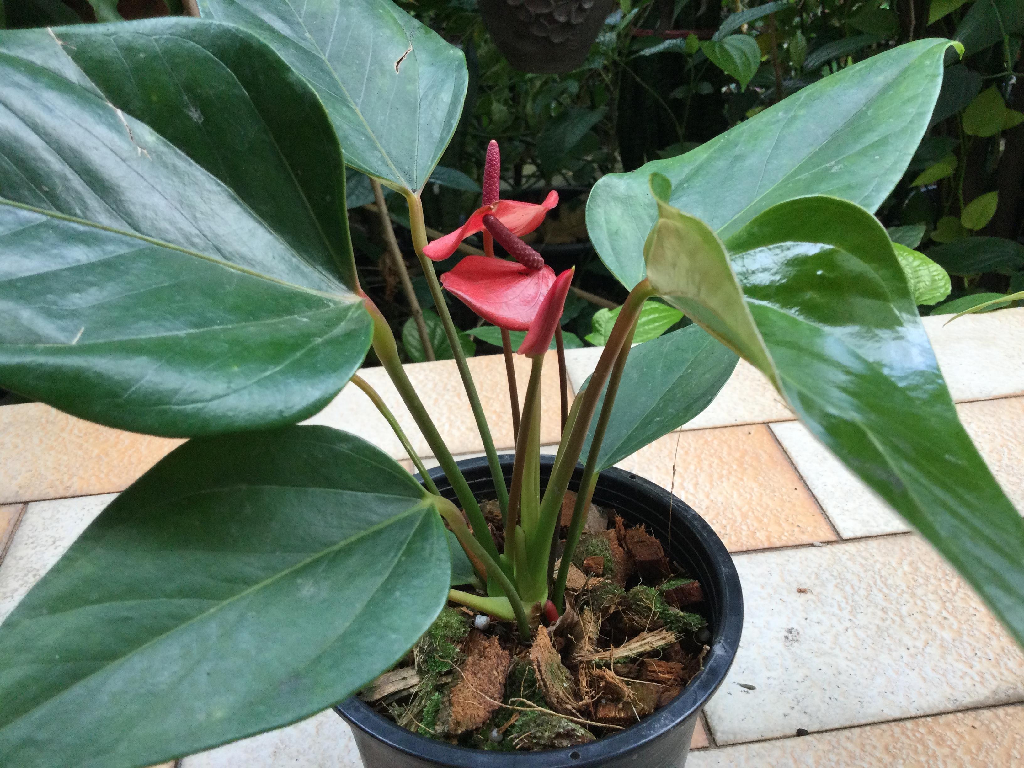 ต้นหน้าวัวแคระ ดอกสีแดง สูง 20-30 ซ.ม. / ต้น