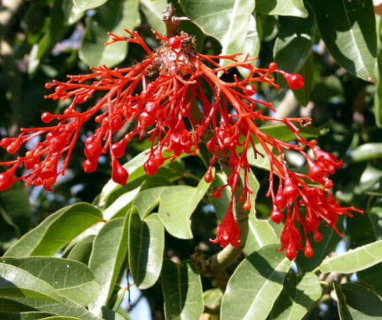 เพลิงภาณุ (Illawarra Flame Tree) / 5 เม็ด (Australia)