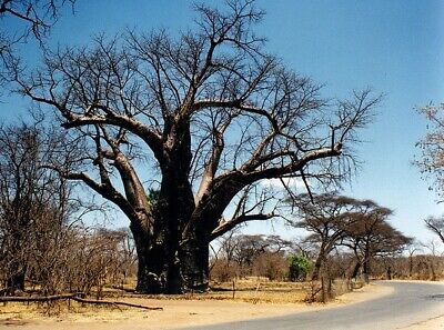 อัฟริกัน เบาบับ (African Baobab) / 5 เม็ด (Portugal)