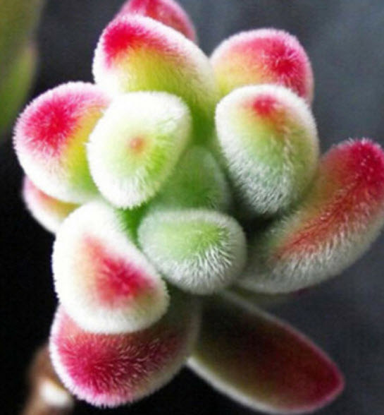 เอชชิวาเรีย (Echeveria) สีเขียว / 50 เม็ด