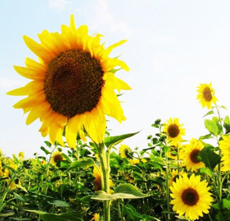 ทานตะวันน้ำมัน (Oil sunflower) / ซอง 15 เม็ด (A135)