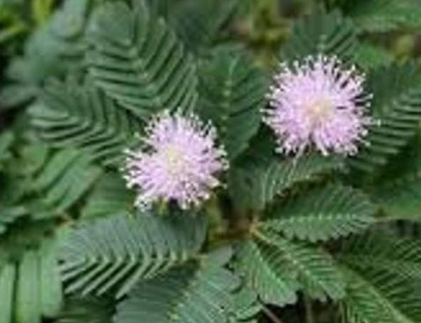 ไมยราบ ใบเขียว (Sensitive Plant) / 50 เม็ด (UK)