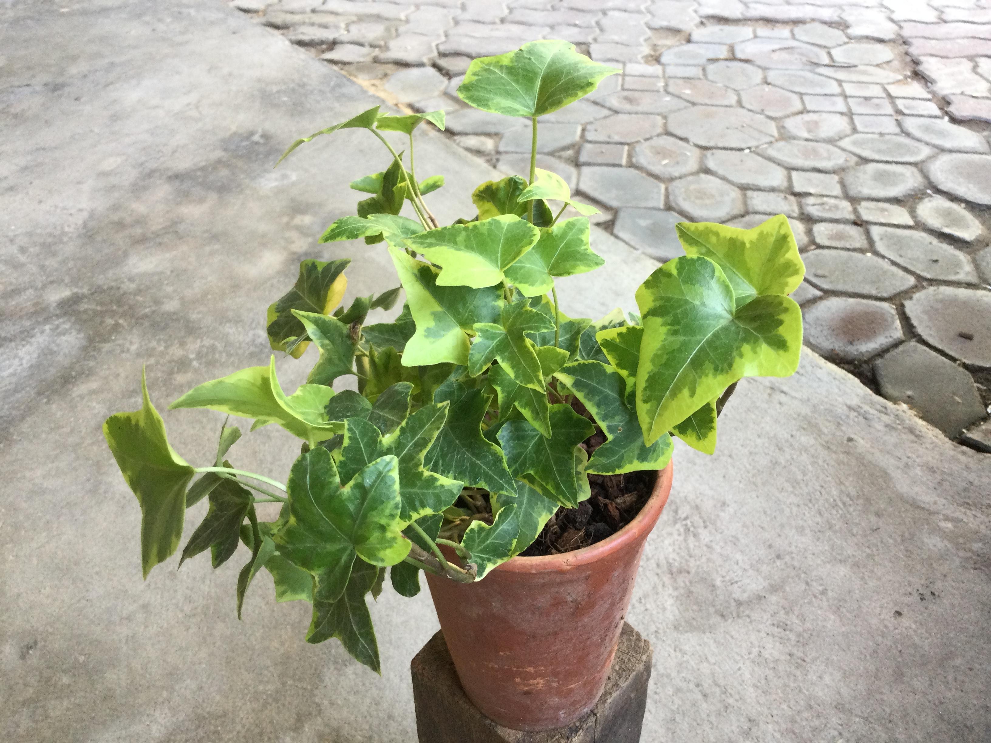 ต้นไอวี่ ใบด่างเหลือง กระถาง 4 นิ้ว / ต้น