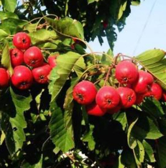 Hawthorn (ซานจา) / 50 เมล็ด