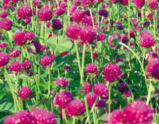 บานไม่รู้โรย (Globe Amaranth) คละสี / 100 เม็ด (ไทย)