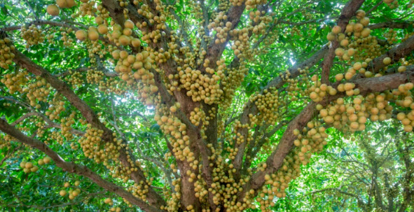 มะไฟ (Burmese Grape) / 10 เม็ด