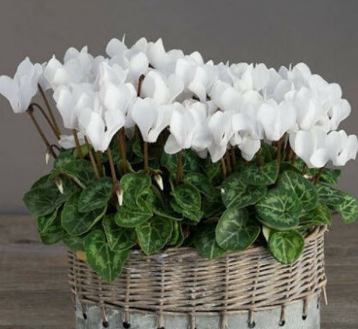 ไซคลาเมน (Cyclamen / Cyclamen persicum) ดอกใหญ่ คละ / 5 เม็ด (UK)