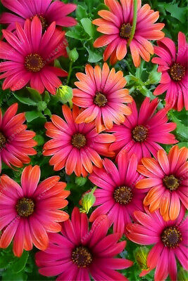 อัฟริกัน บลูอายเดซี่ (African Blue Eyed Daisy) / 100 เม็ด (นอก)