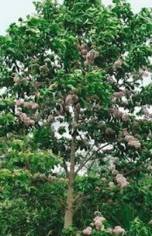 เจ้าหญิงสีชมพู (Pink Euodia) / 10 เม็ด (Australia)