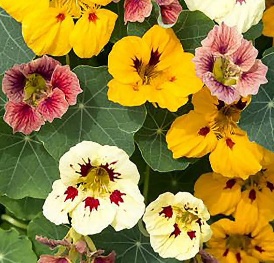 แนสเตอเตียม (Nasturtium - Ladybird) / 30 เม็ด (UK)