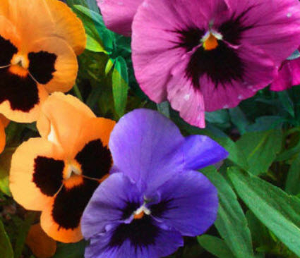 แพนซี พาสเทล (Tutti Frutti Pastel) คละ / 70 เม็ด (UK)