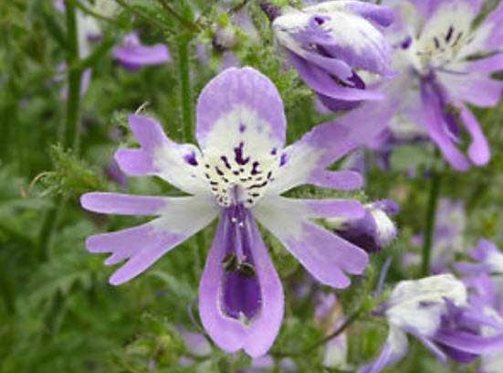 ปีกนางฟ้า (Angels Wing) คละ / 2,000 เม็ด (UK)