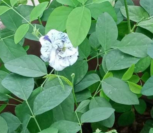 ต้นอัญชัน ดอกด่าง กระถาง 6 นิ้ว สวยมาก มีต้นพร้อมส่ง