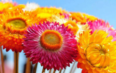 ดอกกระดาษ หรือสตรอ ฟลาวเวอร์ (Straw flower) ต้นสูง คละ / 1,400 เม็ด (UK)