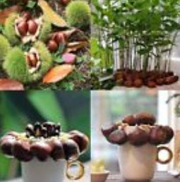 เกาลัดจีน (Chinese Chestnut) / 2 เม็ด