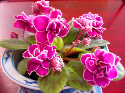 แอฟริกัน ไวโอเล็ต (African Violet) คละ / 50 เม็ด