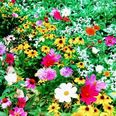 ดอกไม้ป่า คละ สำหรับพื้นที่แห้งแล้ง สูง 40-55 ซ.ม. / ซอง 200 เม็ด ( K007)