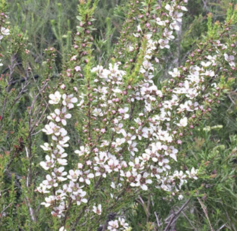 ชามะกอก (Olive Tea Tree) / 100 เม็ด (Australia)