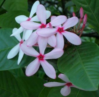 ต้นเข็มอุณากรรณ หรือพุดชมพู สูง 70-100 ซ.ม. / ต้น