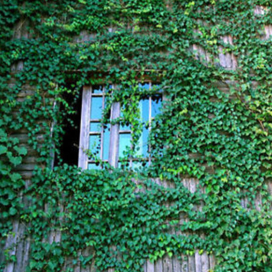 บอสตัน ไอวี่ (Boston Ivy) เขียว / 100 เม็ด (Netherlands)