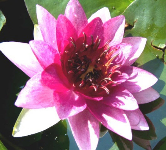 บัว เซนต์ วินเซ้นท์ (Nymphaea Saint-Vincent) / 200 เม็ด