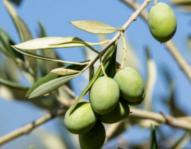มะกอกโอลีฟ (common Europe Olive) / 5 เม็ด (Portugal)