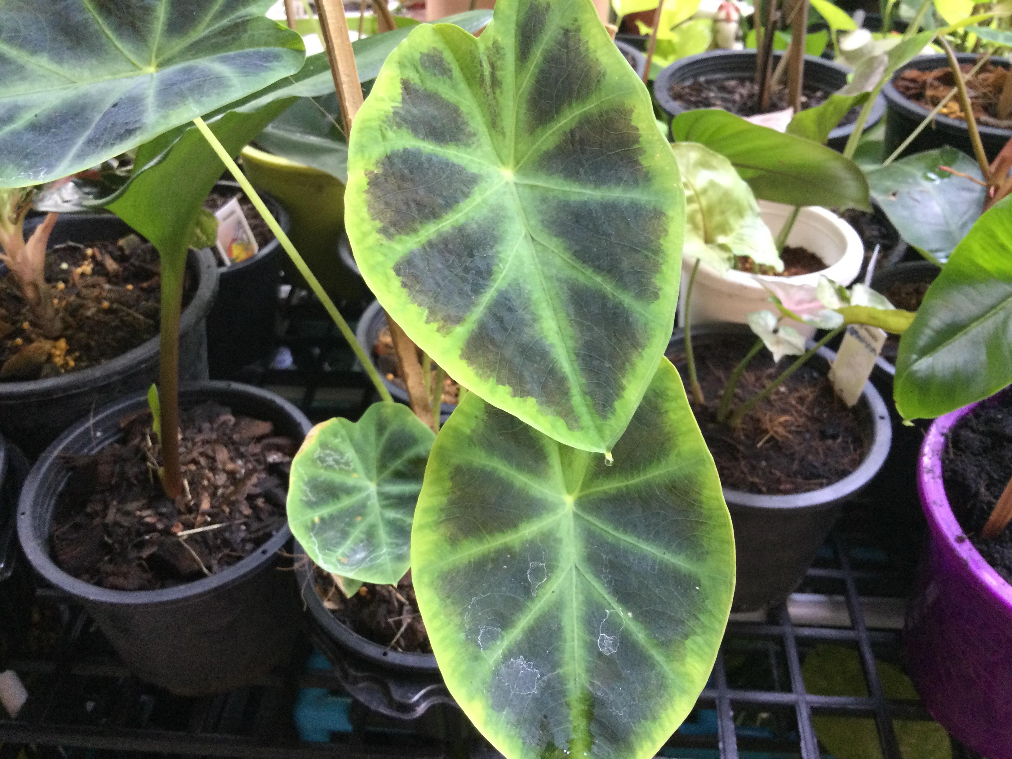 ต้นบอน นางพิม กระถาง 6 นิ้ว