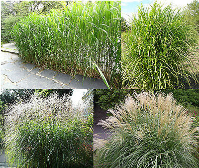 หญ้ามิสแคนทัส (Big Miscanthus) / 50 เม็ด (Germany)