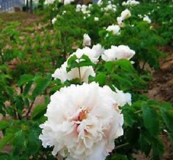 โบตั๋น (Peony) ขาว / 20 เม็ด (นอก)