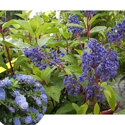 บลู เชียโนธัส (Blue Ceanothus) / 50 เม็ด (China)