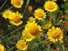 มาร์เกอไรท์เดซี่ (Marguerite daisy) หรือคาร์โมมายเหลือง (Yellow Chamomile) / 1,000 เม็ด (UK)