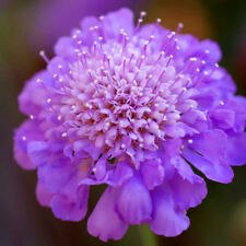 สกาบิโอซา (Scabiosa Atropurpurea) สีม่วง / 100 เม็ด (นอก)